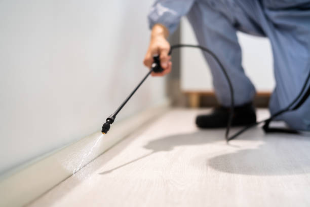 Licensed Wasp Control service in Lake Morton-Berrydale, WA - Nex Pest Control